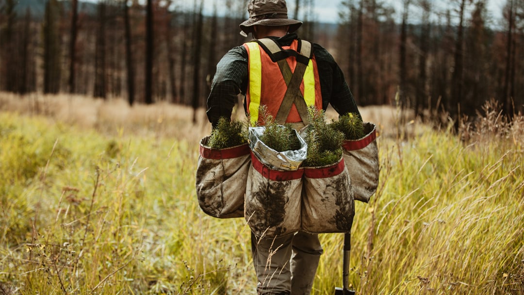 Silviculture content 1080 x 608